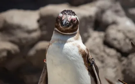 a close up of a penguin with a rock in the background