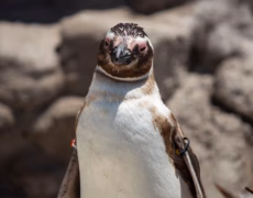 a close up of a penguin with a rock in the background